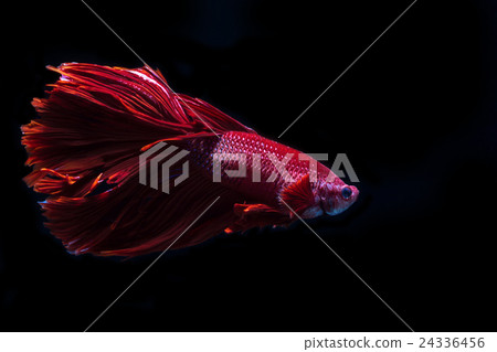 Betta fish, siamese fighting fish on black back 24336456