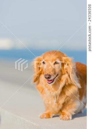 臘腸狗 24336508