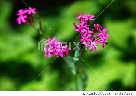 Musi Trinadesico花 24337158