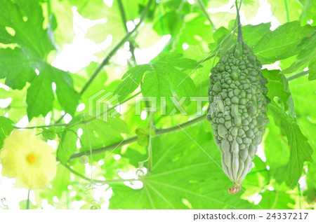 Goya of green curtain 24337217