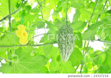 綠色窗簾Goya 綠色窗簾Goya 24337218