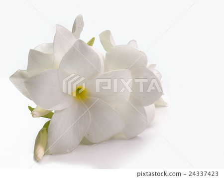 plumeria flower plumeria flower 24337423