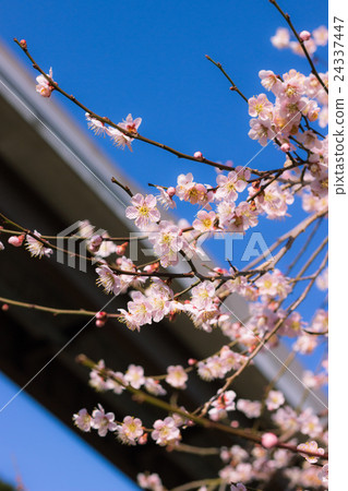梅花在高速公路上 梅花在高速公路上 24337447