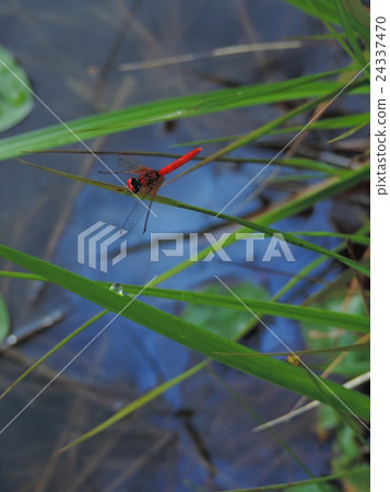 夏日的蜻蜓在稻田裡翩翩起舞，在田野裡，在池塘里輕輕地跳舞。 24337470