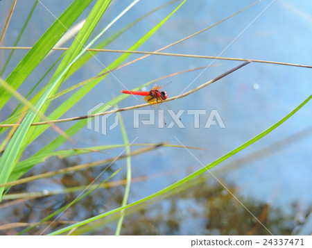 夏日的蜻蜓在稻田裡翩翩起舞，在田野裡，在池塘里輕輕地跳舞。 24337471
