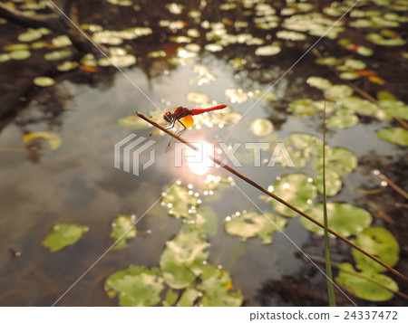 夏日的蜻蜓在稻田裡翩翩起舞，在田野裡，在池塘里輕輕地跳舞。 24337472