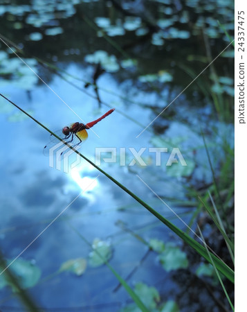夏日的蜻蜓在稻田裡翩翩起舞，在田野裡，在池塘里輕輕地跳舞。 24337475