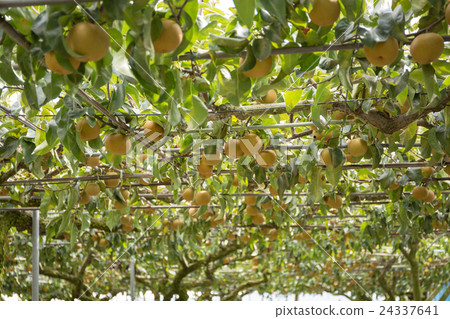 梨狩獵 梨狩獵 24337641