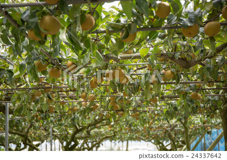 梨狩獵 梨狩獵 24337642