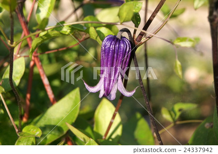 Clematis (Roguchi) Clematis (Roguchi) 24337942