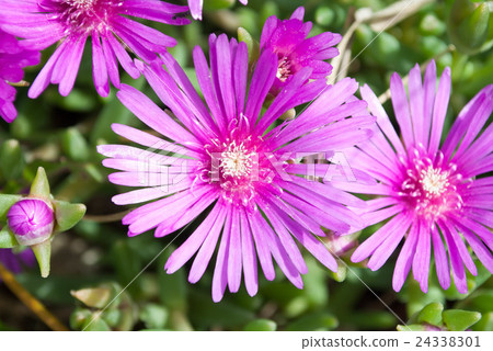 薄荷櫻桃樹 24338301