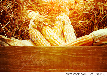 Dried corn on cobs on the straw against a wooden Dried corn on cobs on the straw against a wooden 24338492