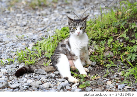 流浪貓 流浪貓 24338499