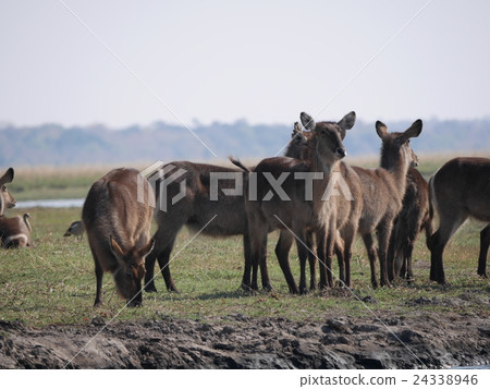 喬貝國家公園（Waterbuck） 24338946
