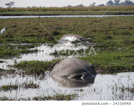Chobe National Park (Hippo) 24338948