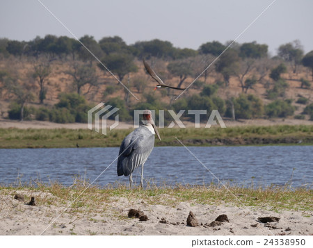 Chobe National Park (African eggplant) 24338950