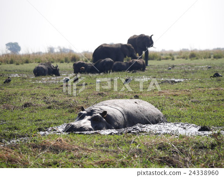 Chobe National Park (Hippo) 24338960