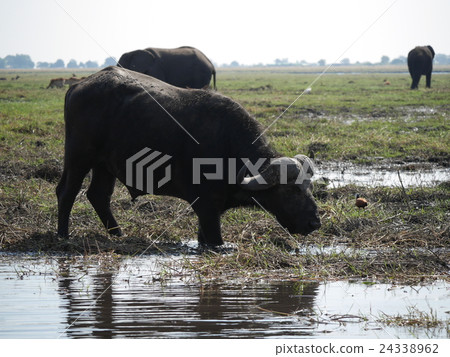 Chobe National Park (Buffalo) 24338962