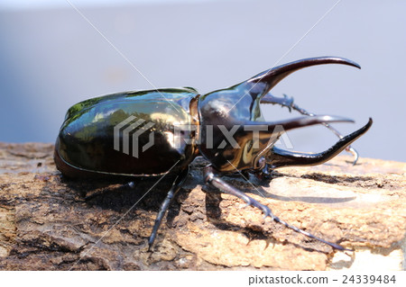 Atlas Beetle 24339484