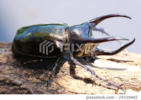 Atlas Beetle 24339485