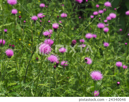 沒騙局 沒騙局 24340046