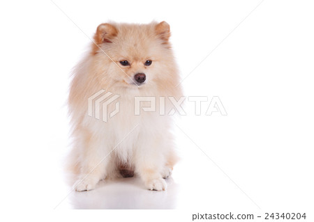 white pomeranian puppy dog white pomeranian puppy dog 24340204