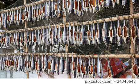 dried salmon fish hanging to dry outdoors. 24340648