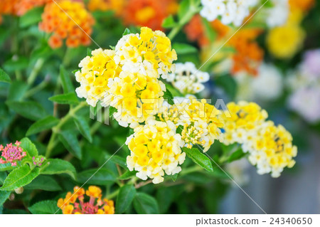 West Indian lantana flower in the garden. 24340650