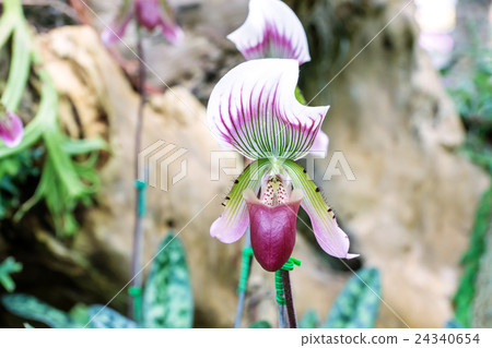 Paphiopedilum orchid flowers in the garden. 24340654