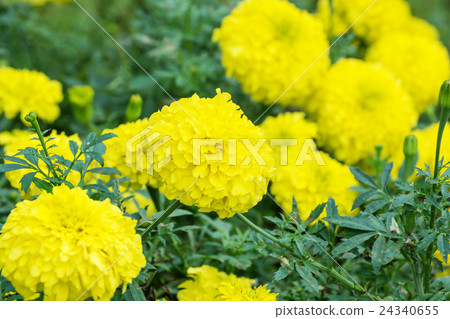 Yellow Marigolds Flower in the Garden. 24340655