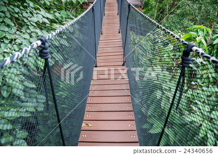 walkway on the tree or bridge on the tree. 24340656