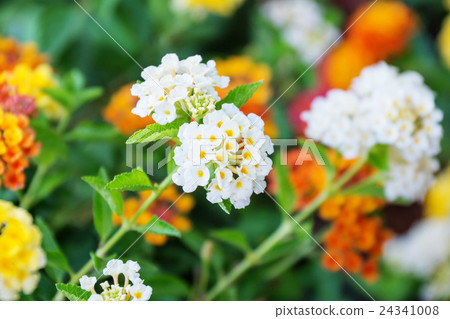 West Indian lantana flower in the garden. 24341008
