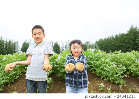 Family potato cotton harvest 24341213
