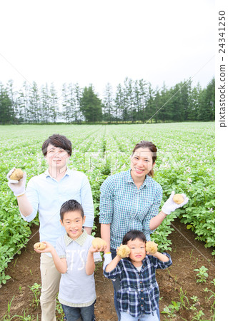 Family potato cotton harvest 24341250