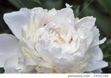 White peony flower closeup 24341389