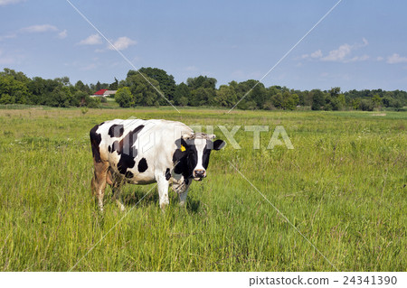 black and white cow in a meadow black and white cow in a meadow 24341390