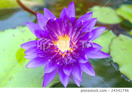 Blue-purple tropical water lily 24341746