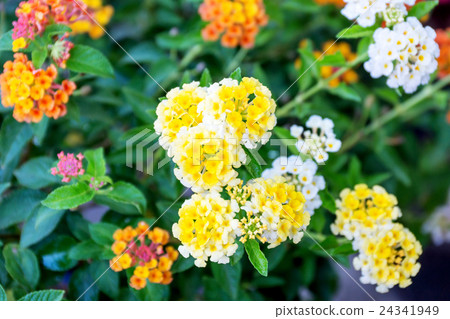 West Indian lantana flower in the garden. 24341949