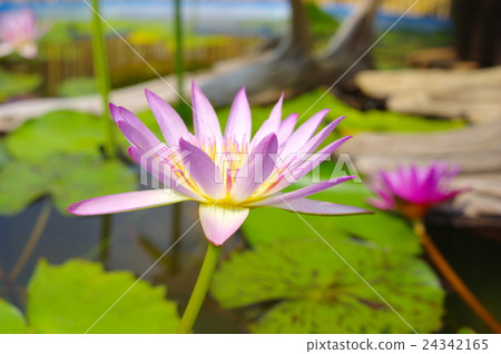 Light pink tropical water lily. 24342165