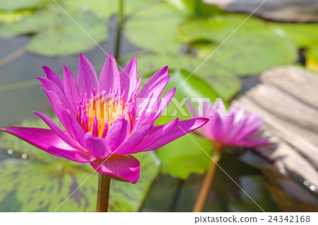 Dense pink tropical water lily. Dense pink tropical water lily. 24342168
