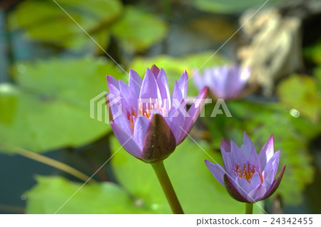 Light purple lily water lilies 24342455