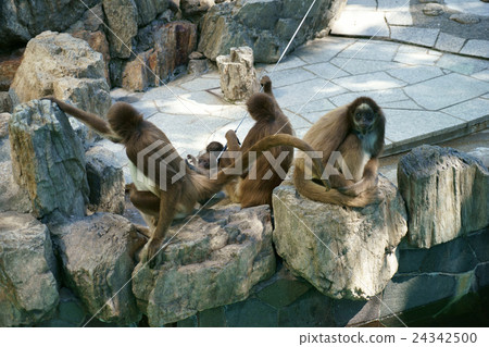 Kenaga Monkey的家人 24342500