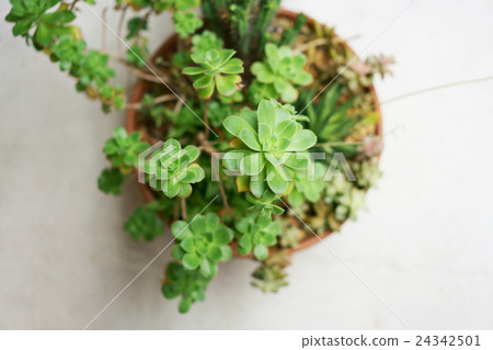 多汁植物 多汁植物 24342501