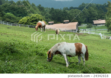 Ranch where Kiyosato pony is in 24342818