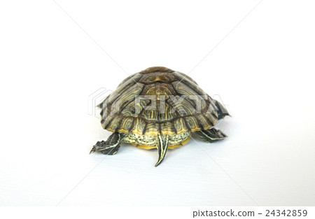 烏龜的背面 24342859