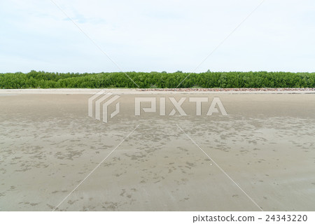 Mangrove forest in sea shore aerial roots  24343220
