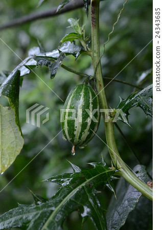 花椰菜和牛的早熟果子,Uribibou 花椰菜和牛的早熟果子,Uribibou 24343685
