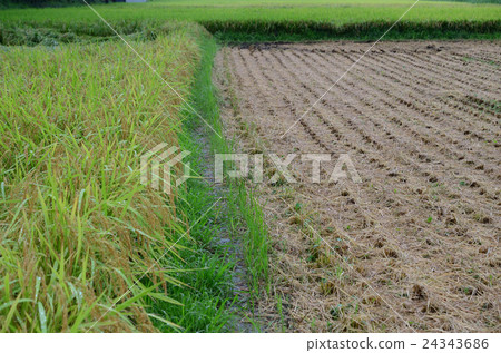 Paddy fields began harvesting and reaping Paddy fields began harvesting and reaping 24343686