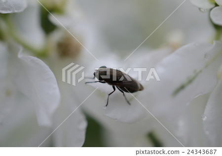 藍莓飛飛冷凍飛 24343687