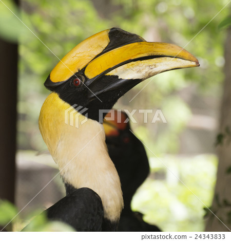 Close up Wreathed Hornbill 24343833